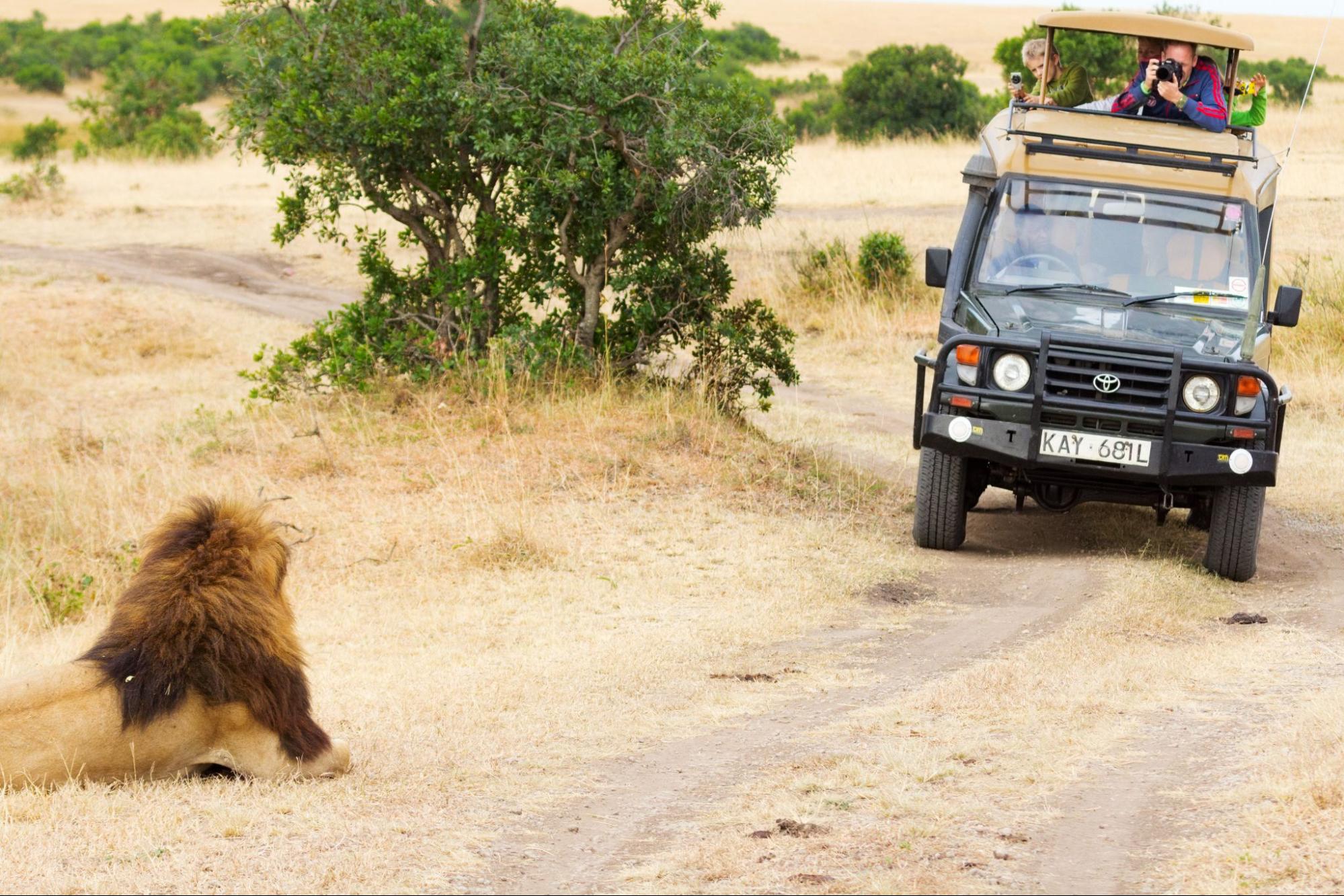 Animal Sightings in Kenyan National Parks
