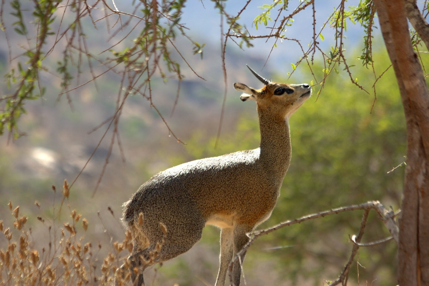 Arabuko Sokoke National Park, Kenya