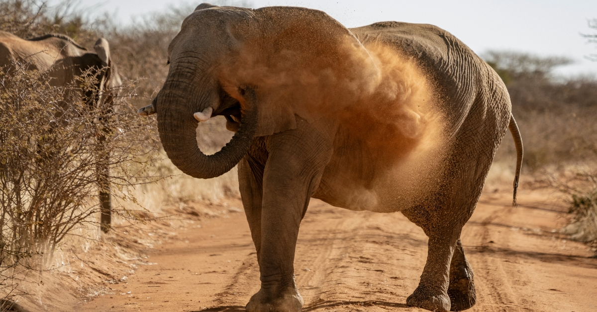 Elephant Throwing Dust at Amboseli National Park