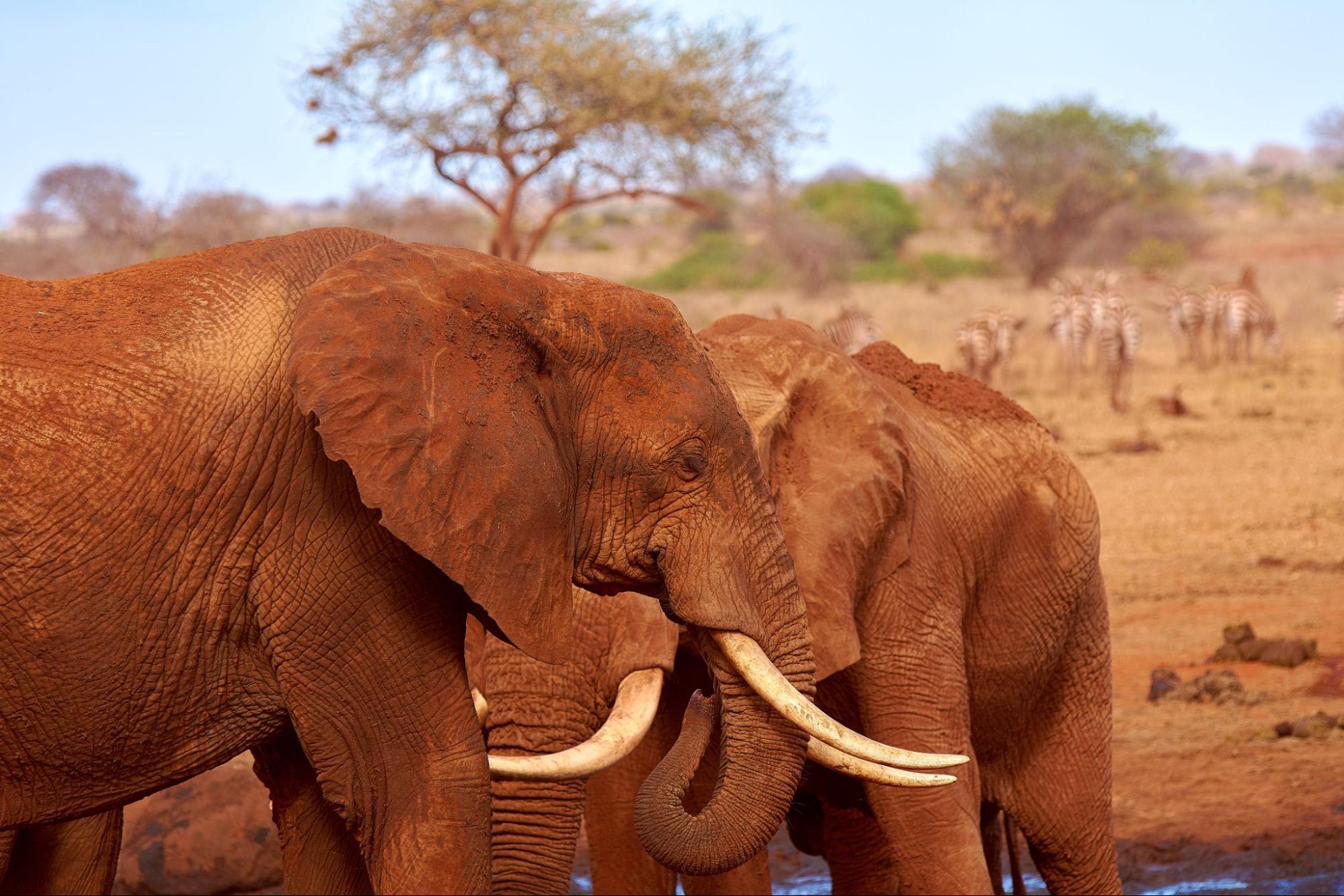Elephants in Tsavo East National Park