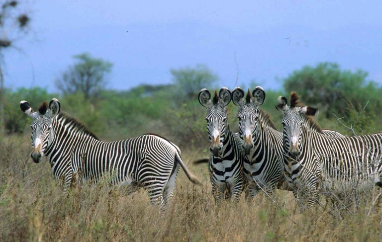 Grevy’s Zebras in Meru Kora National Parks