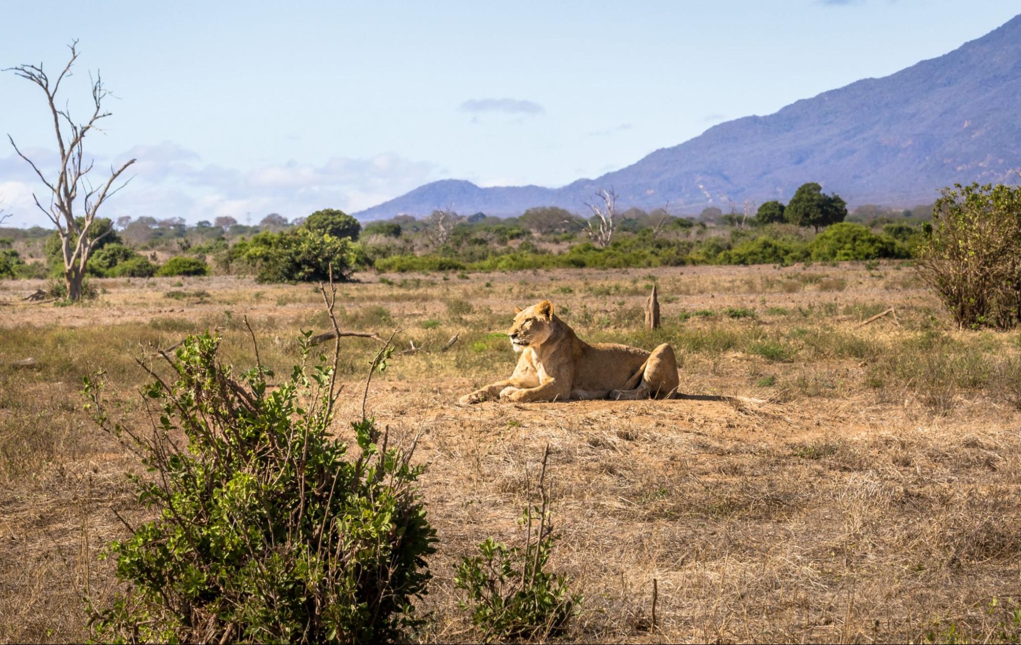 Lion Basking in Tsavo East National Park