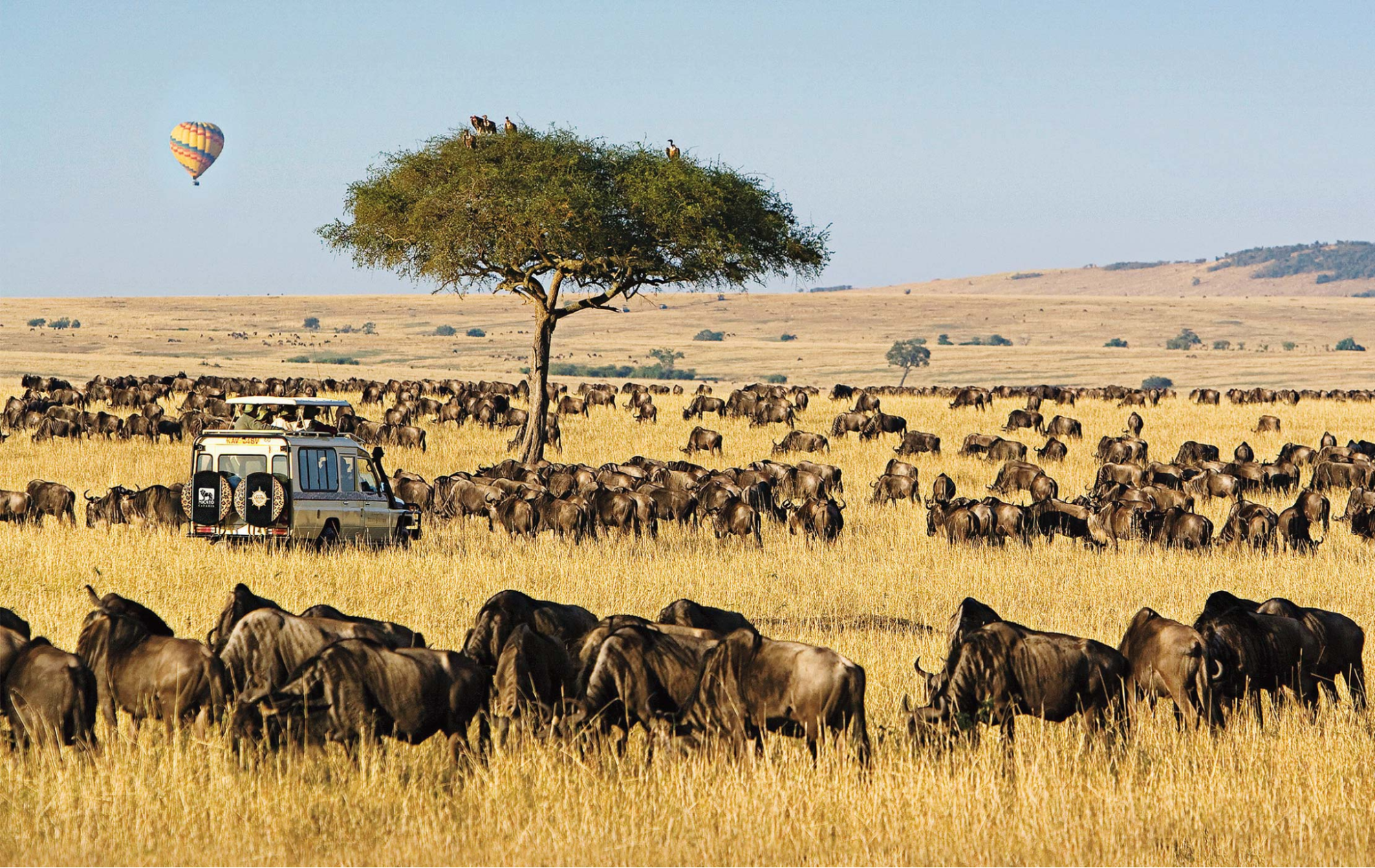 Maasai Mara Reserve, Kenya