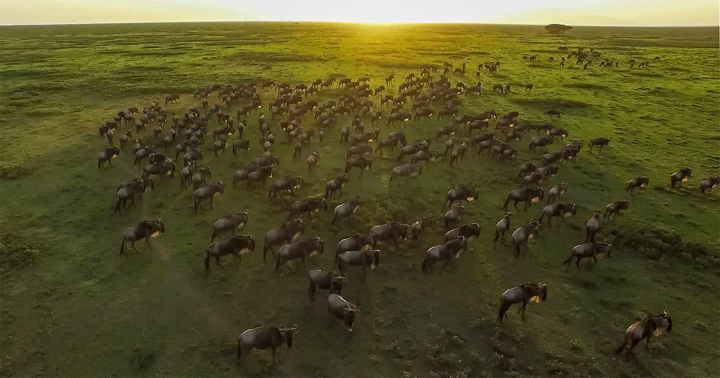 Animals Migrating from Tanzania’s Serengeti