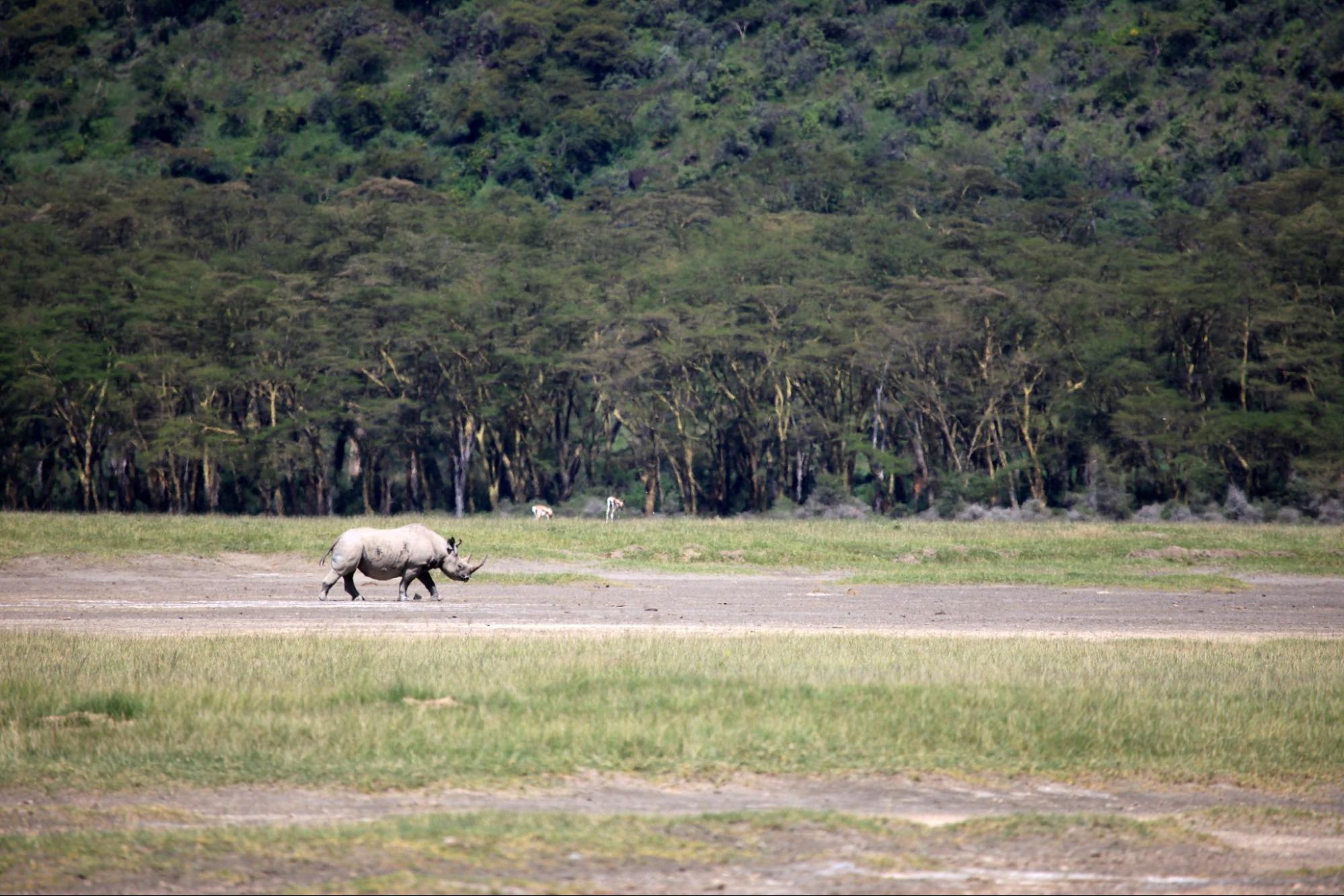 Wildlife at Lake Nakuru National Park