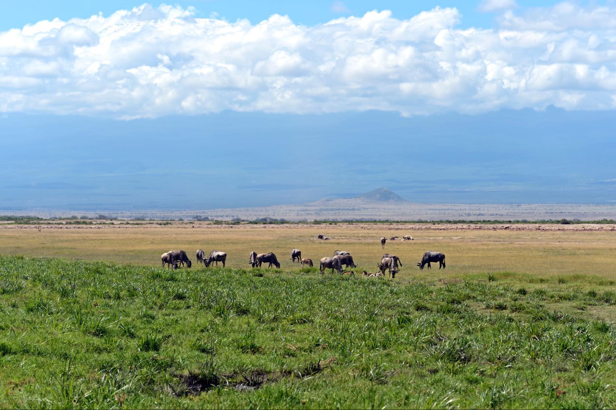 Wildlife at Mt. Kenya National Park